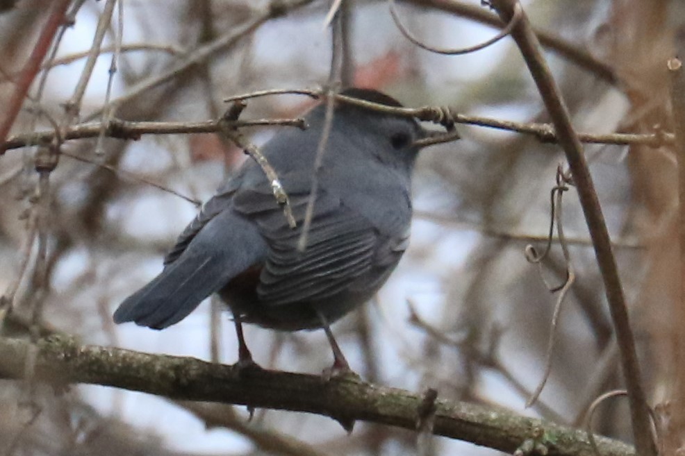 Gray Catbird - ML477446631