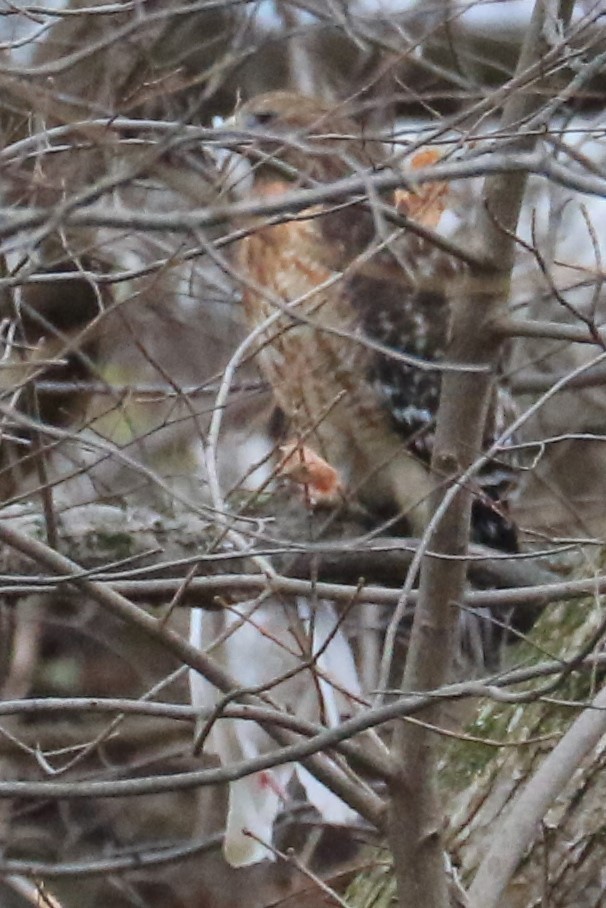 Red-shouldered Hawk - Jennifer Allison