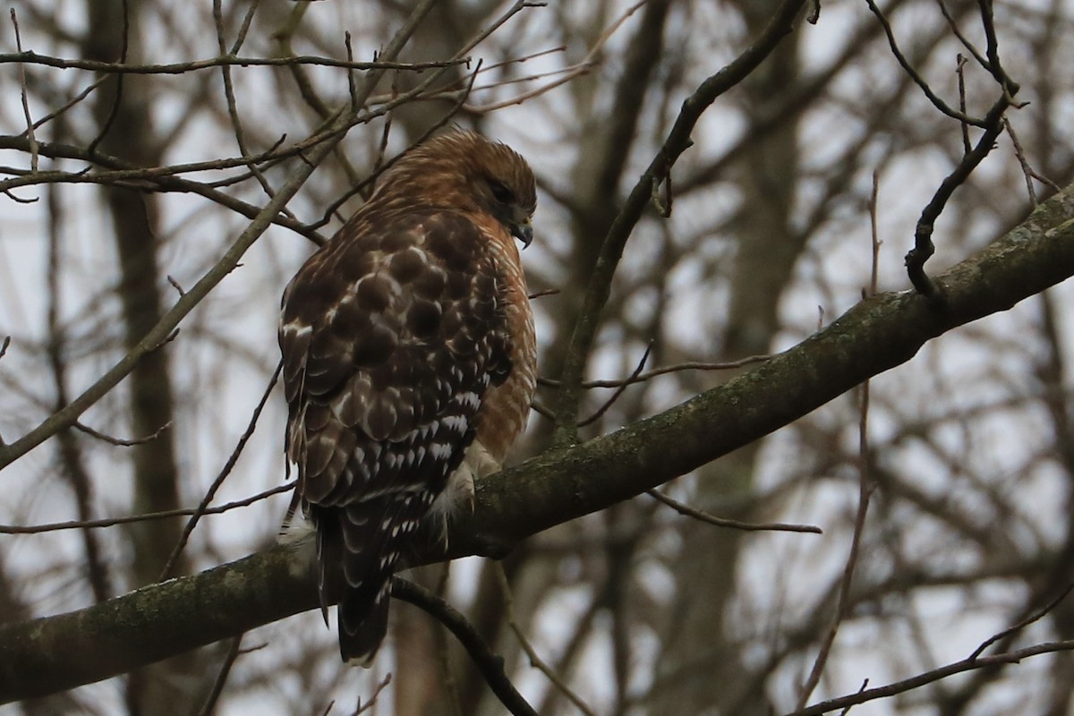 Red-shouldered Hawk - ML477446691