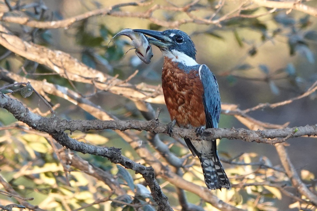 Ringed Kingfisher - ML477447341