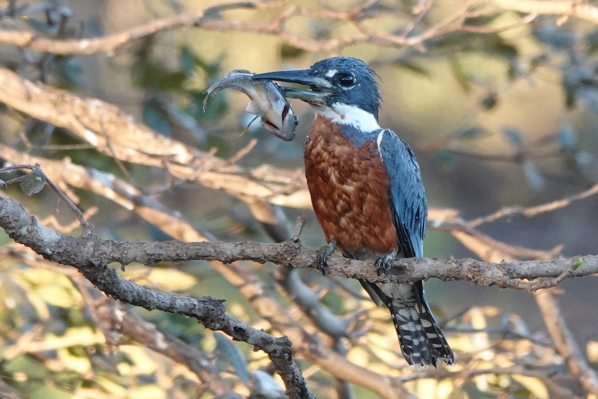 Ringed Kingfisher - ML477447351