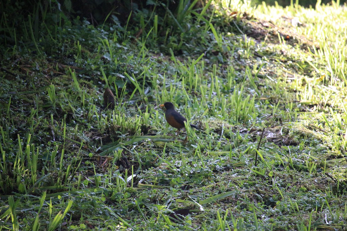 Chestnut-bellied Thrush - ML477447911