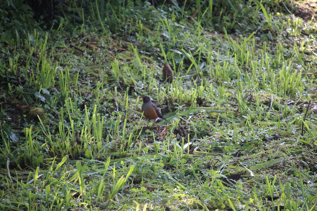 Chestnut-bellied Thrush - ML477447921