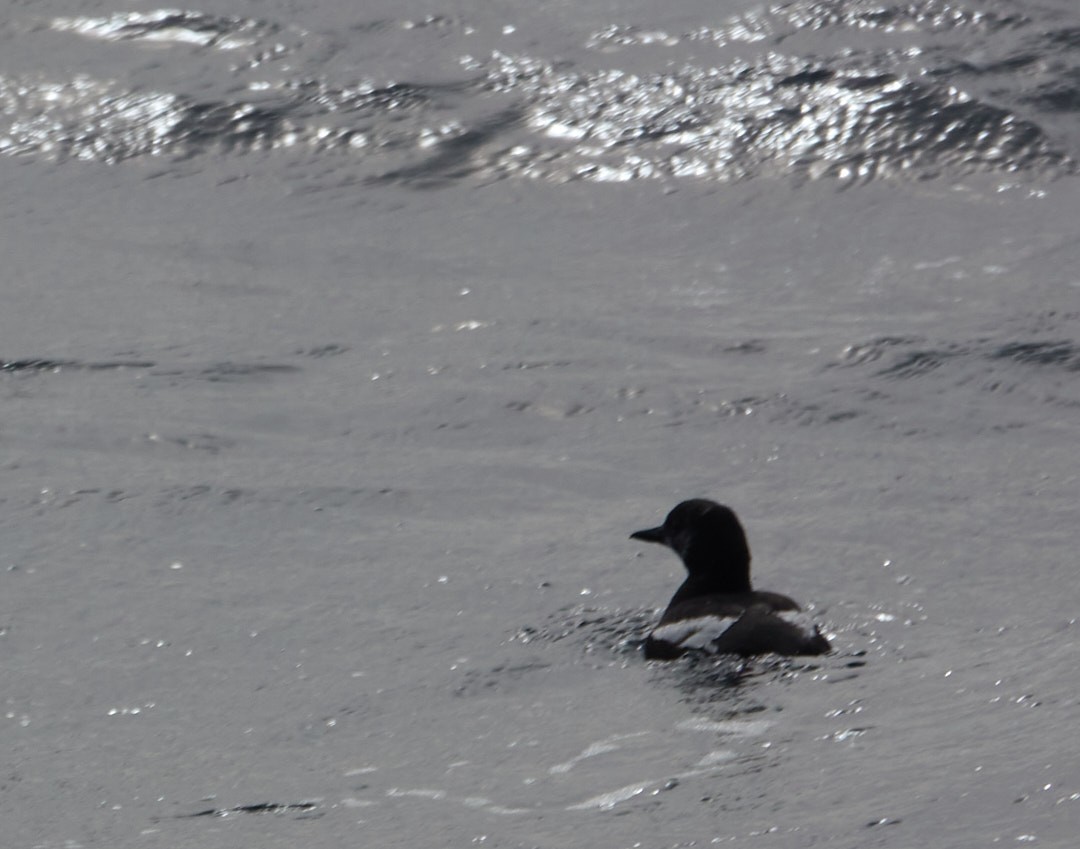 Black Guillemot - Ramon Grimalt