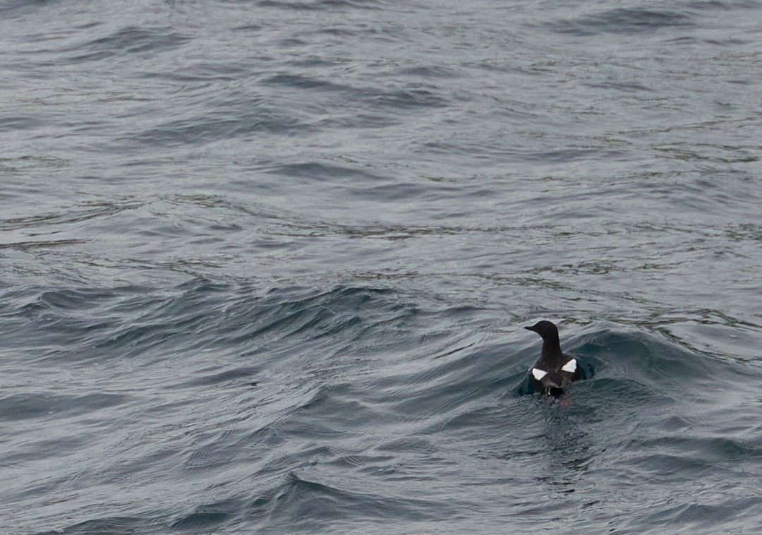 Black Guillemot - ML477447961