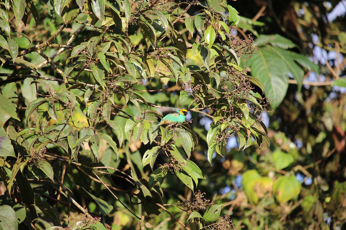 Saffron-crowned Tanager - ML477448021