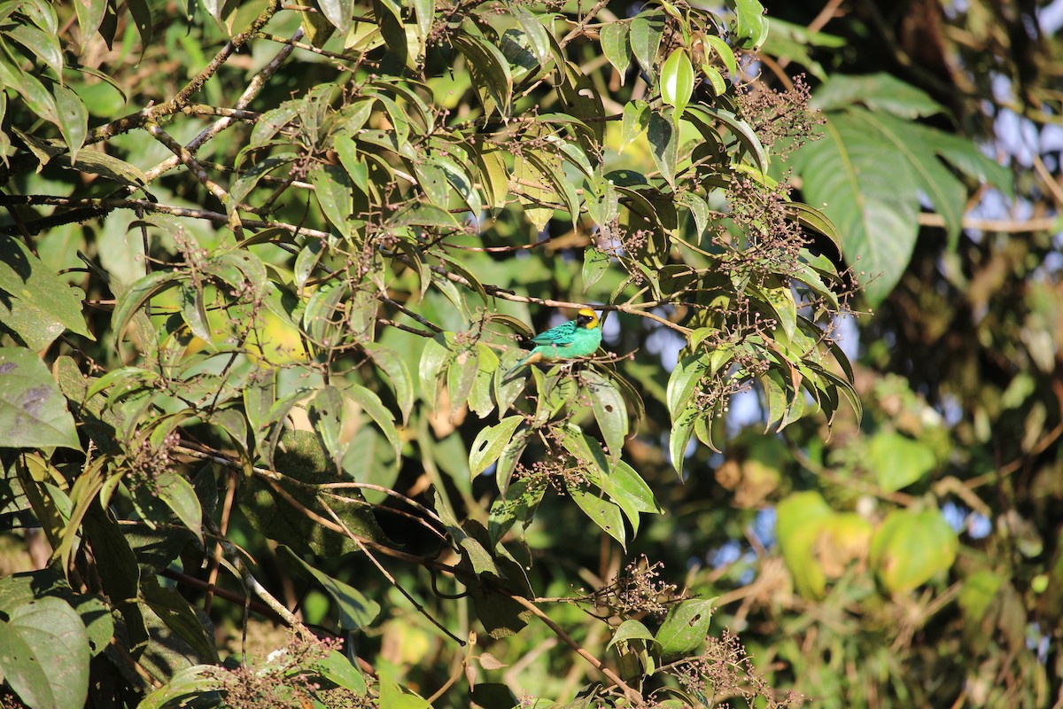 Saffron-crowned Tanager - ML477448031
