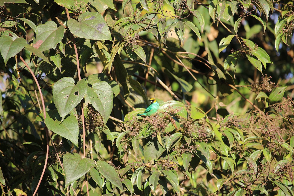 Saffron-crowned Tanager - ML477448081