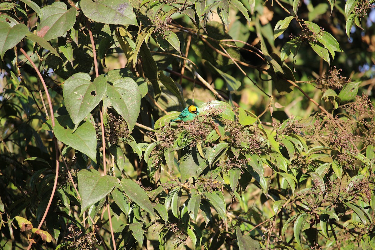 Saffron-crowned Tanager - ML477448101