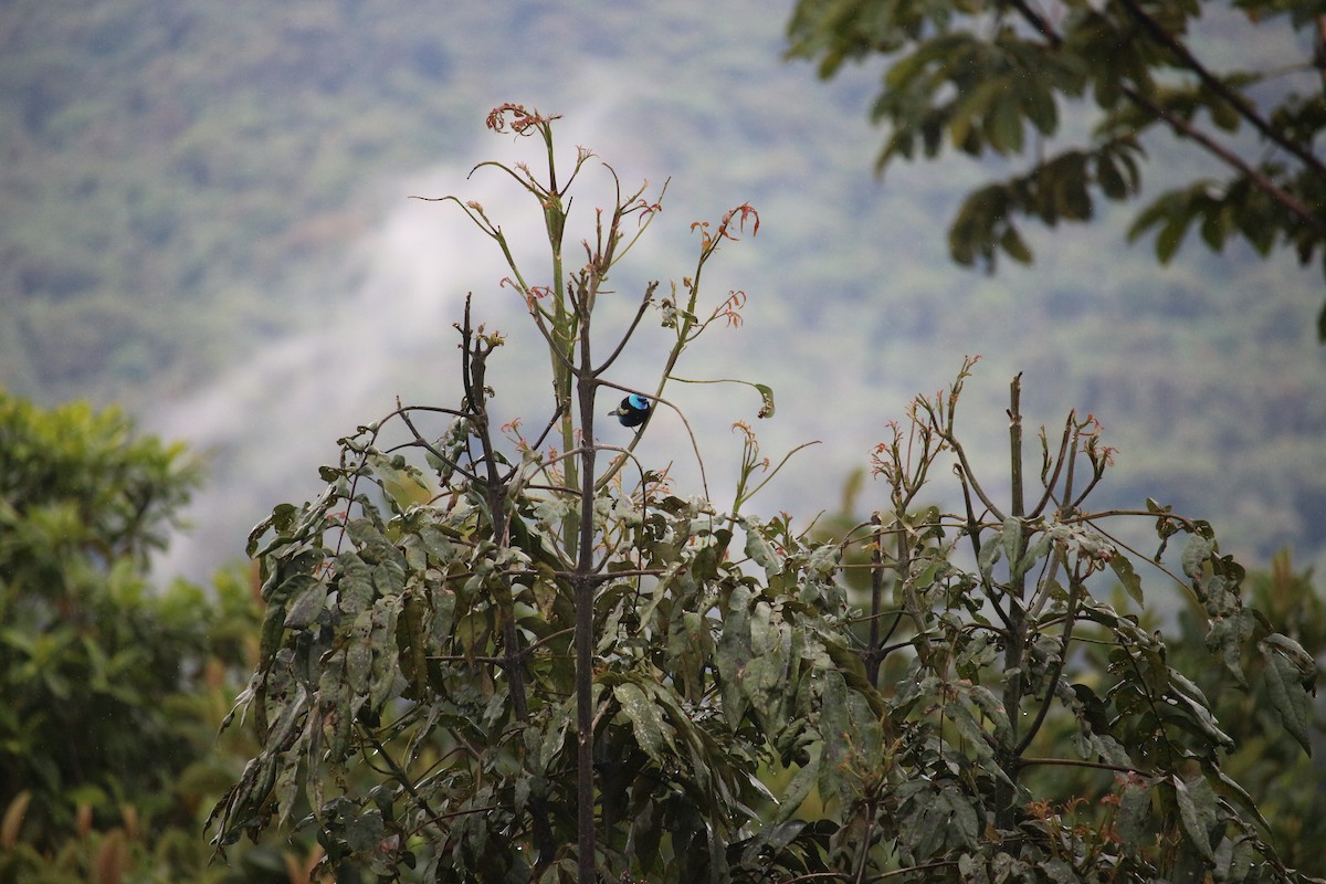 Blue-necked Tanager - ML477448531