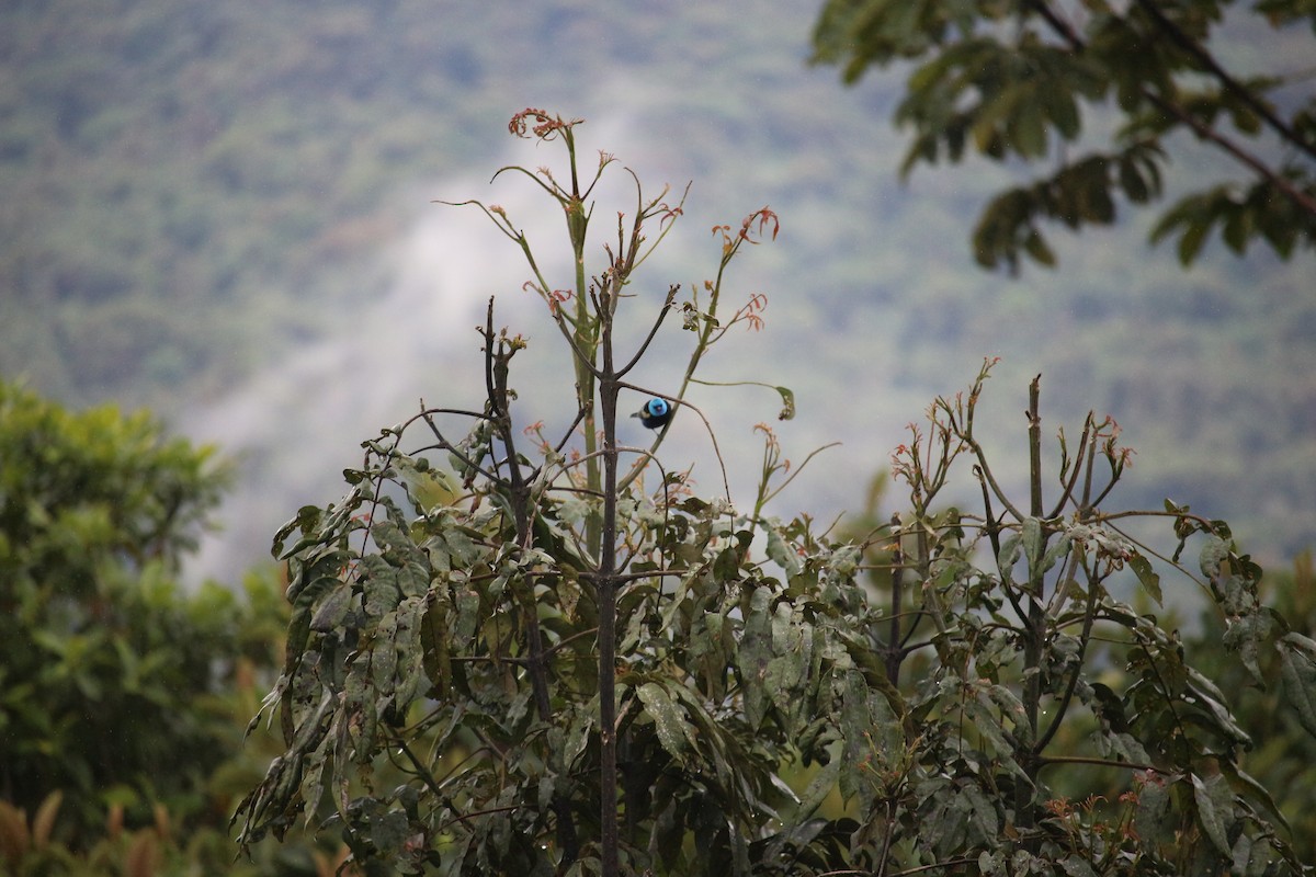 Blue-necked Tanager - ML477448551