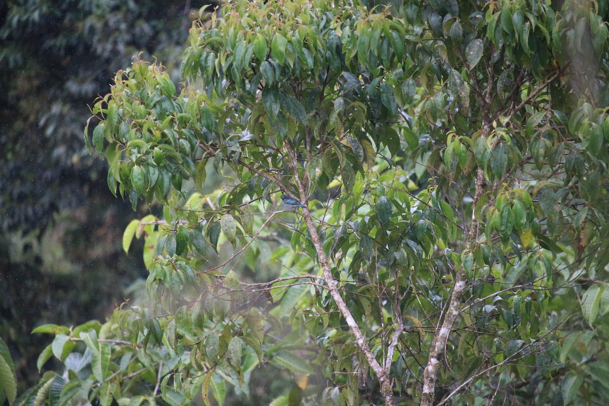 Beryl-spangled Tanager - ML477448711