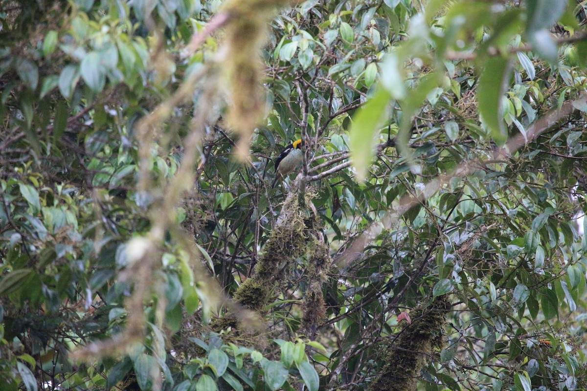 Flame-faced Tanager - ML477448761