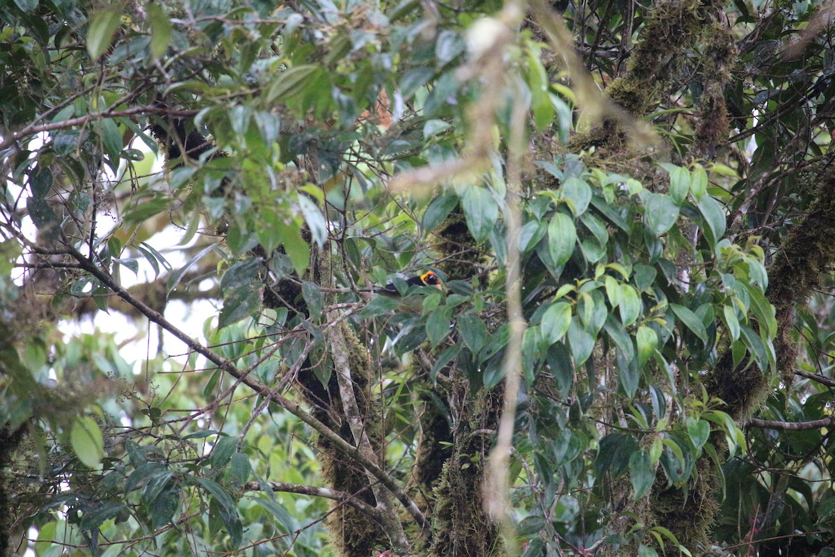 Flame-faced Tanager - ML477448781