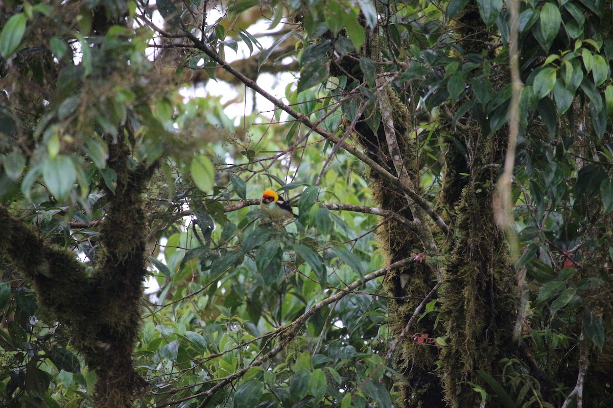 Flame-faced Tanager - ML477448841