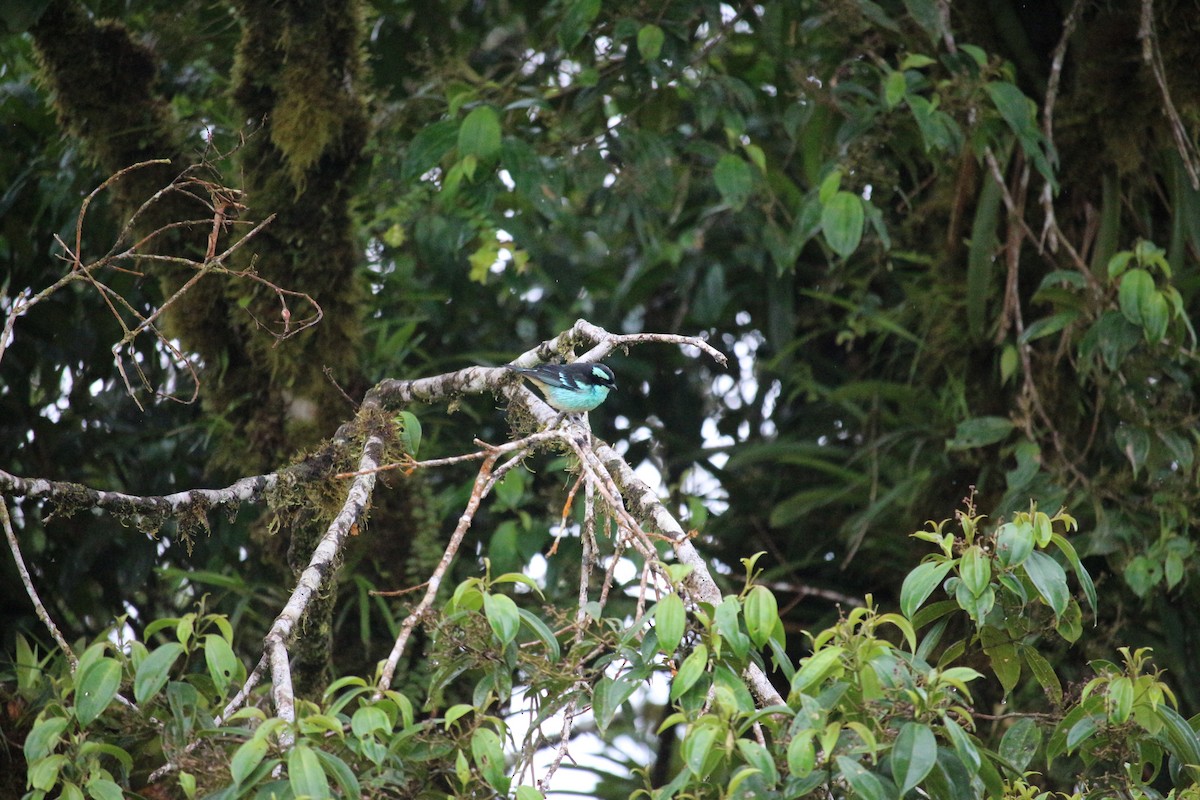 Blue-browed Tanager - ML477448861