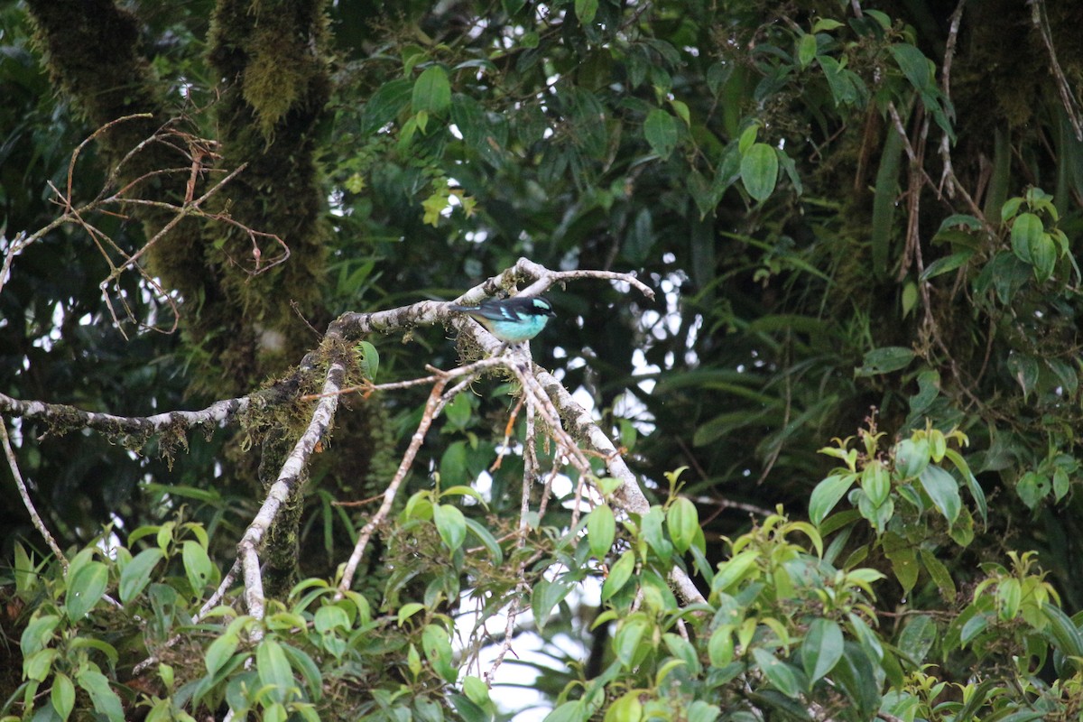 Blue-browed Tanager - ML477448881