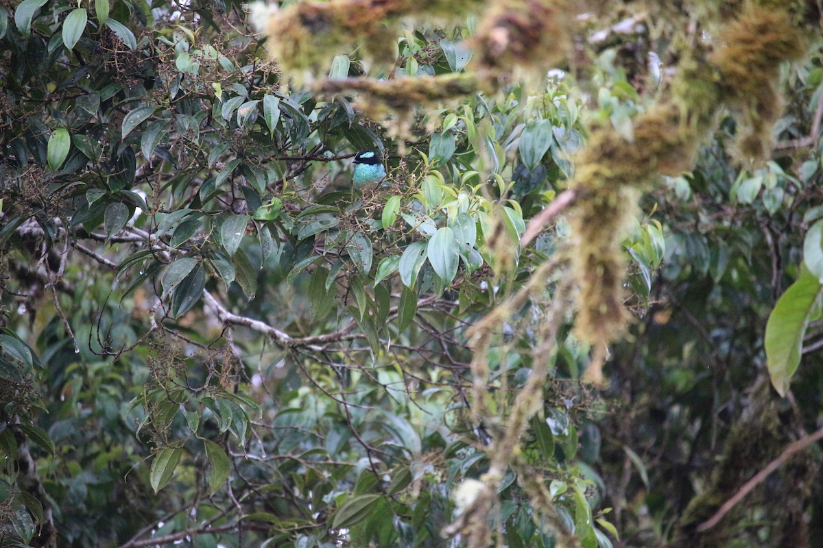 Blue-browed Tanager - ML477448931