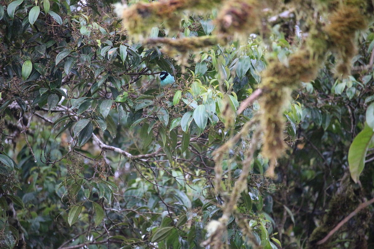 Blue-browed Tanager - ML477448941