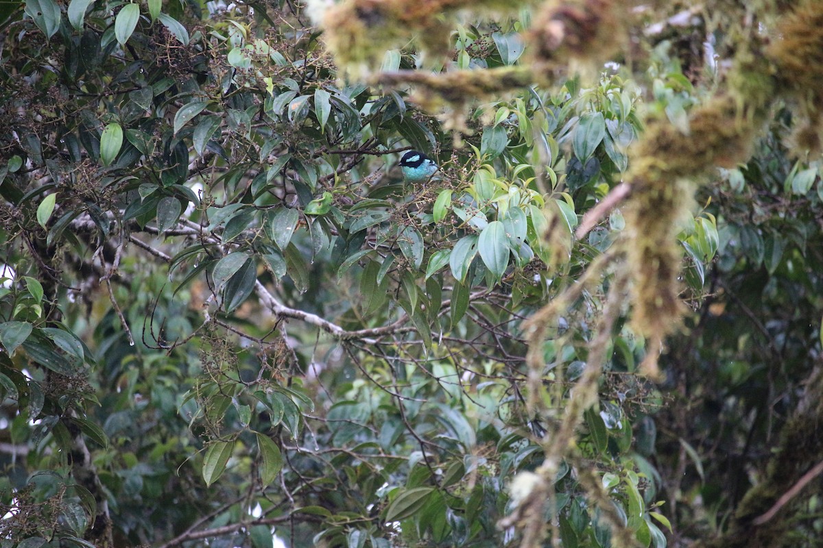 Blue-browed Tanager - ML477448951