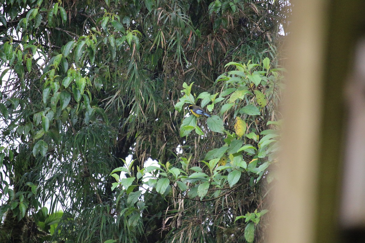 Blue-winged Mountain Tanager - ML477449051