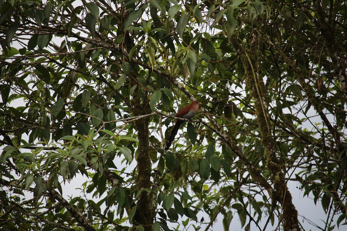 Squirrel Cuckoo - ML477449611