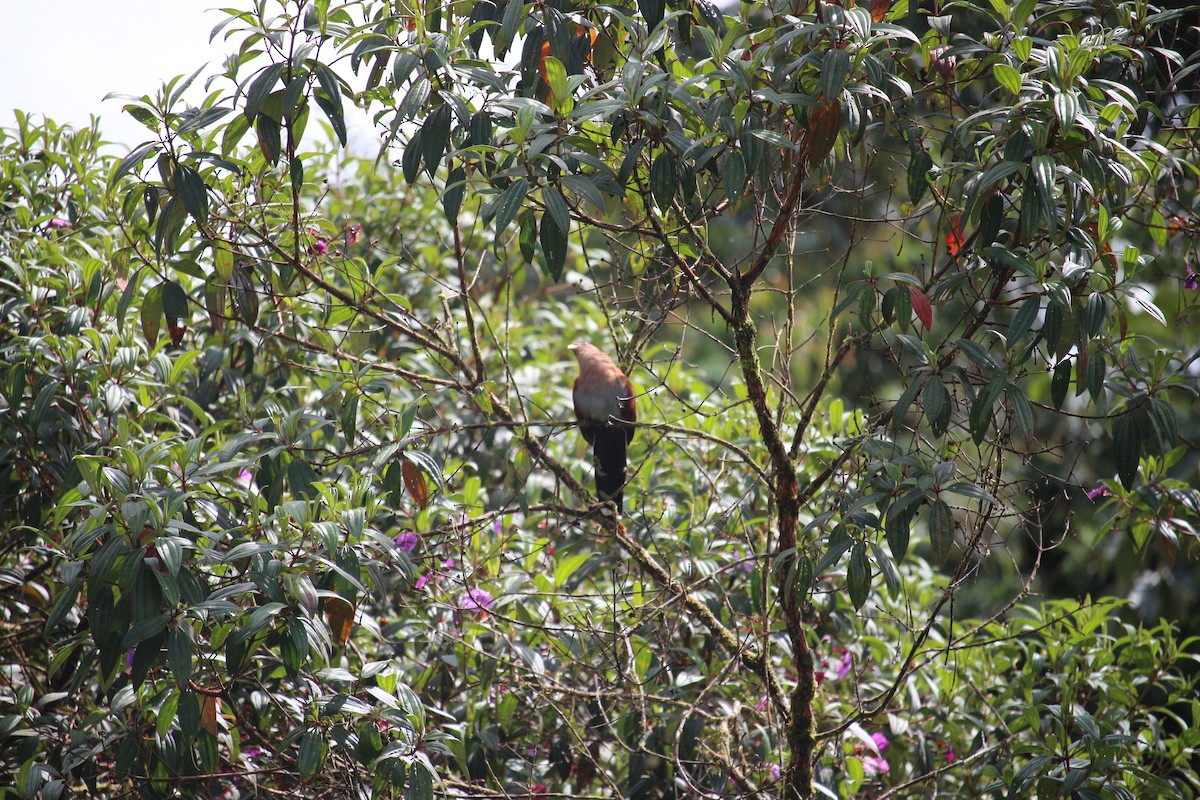 Squirrel Cuckoo - ML477449631