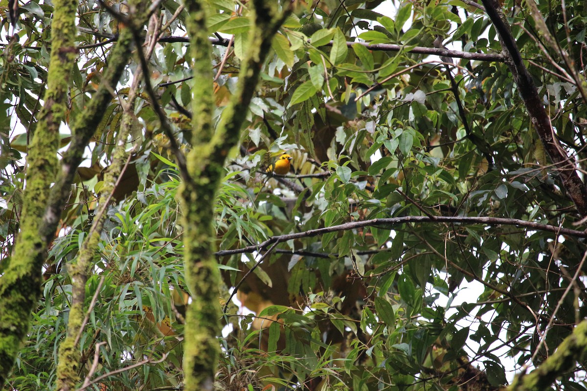 Golden Tanager - ML477449761