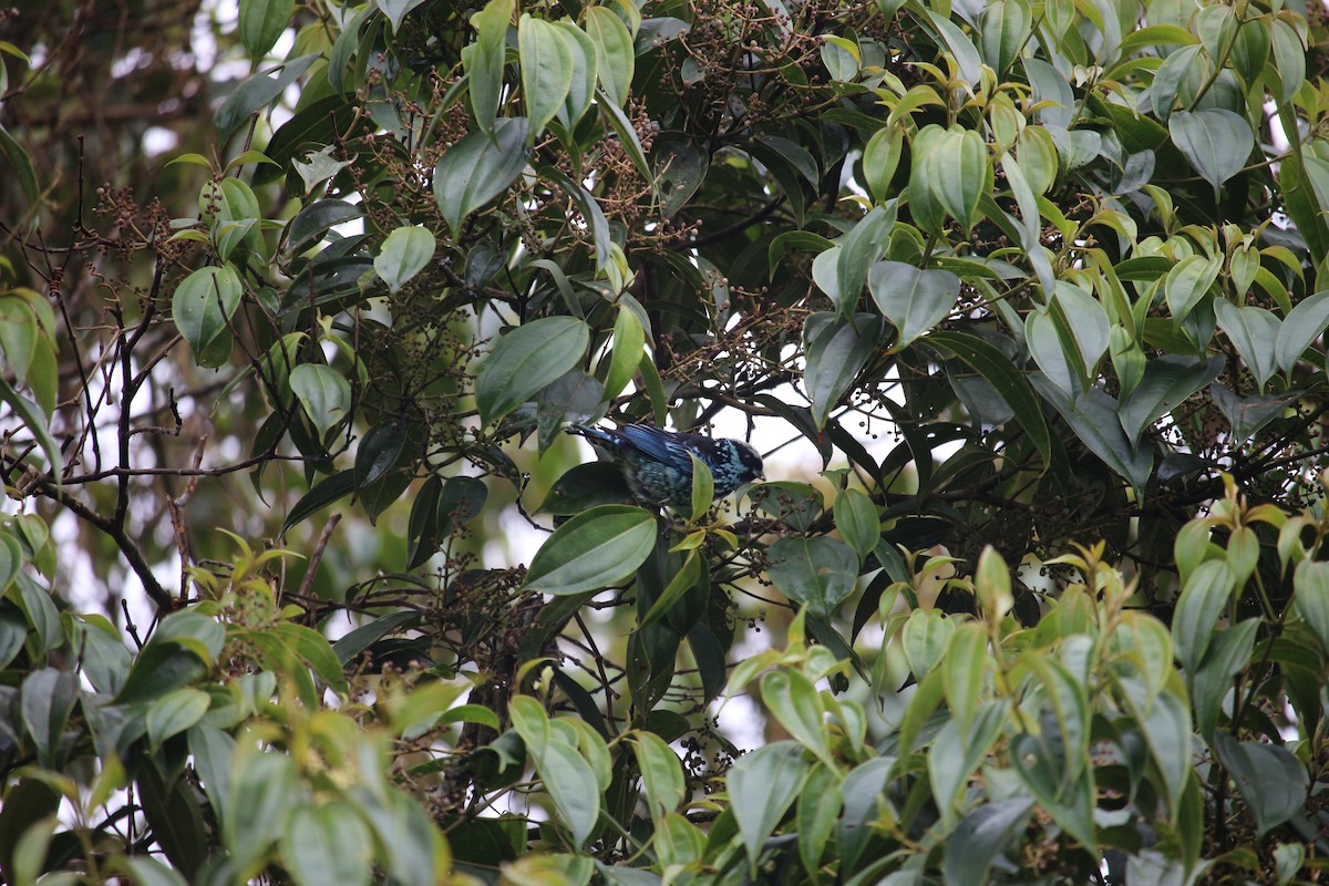 Beryl-spangled Tanager - ML477449861