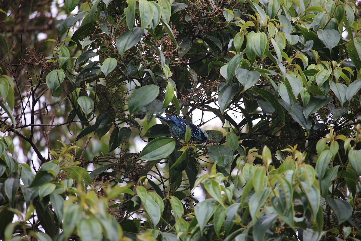 Beryl-spangled Tanager - ML477449871