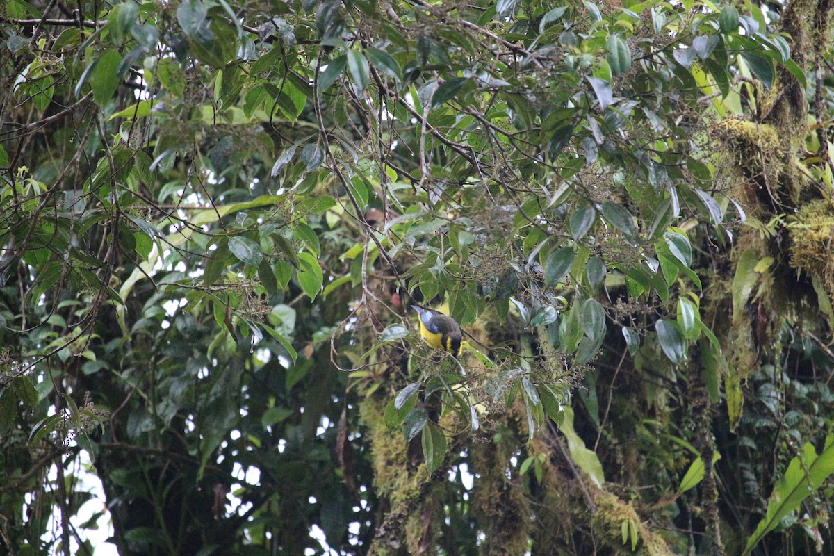 Blue-winged Mountain Tanager - ML477449901