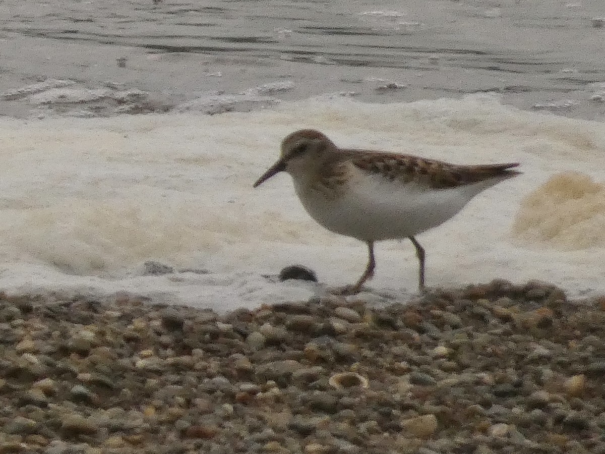 Least Sandpiper - ML477450911