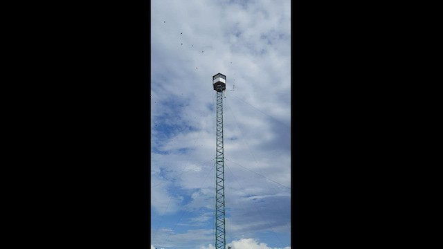 Purple Martin - ML477450991