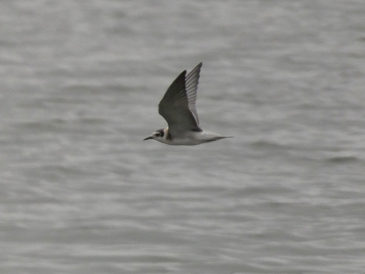 Black Tern - ML477451011