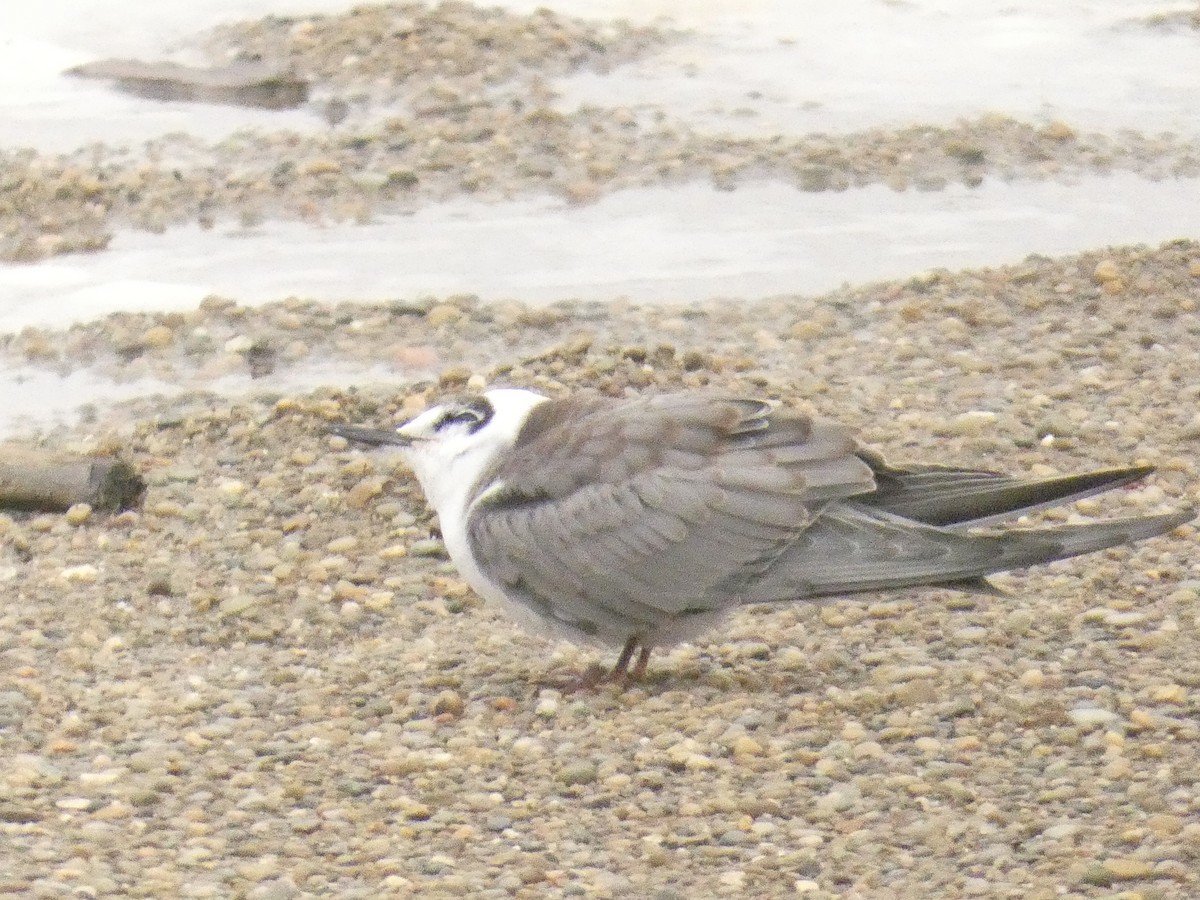 Black Tern - ML477451021