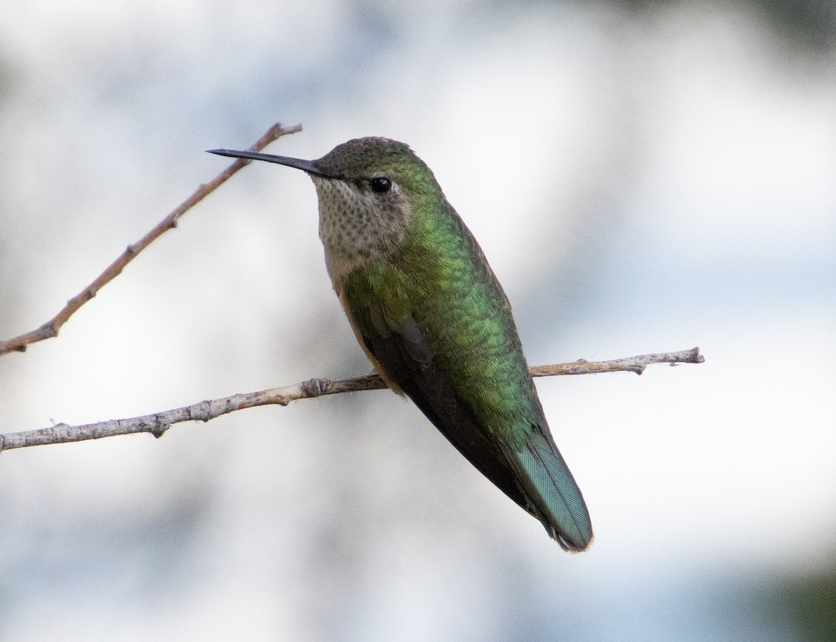 Broad-tailed Hummingbird - Madeline Eggink
