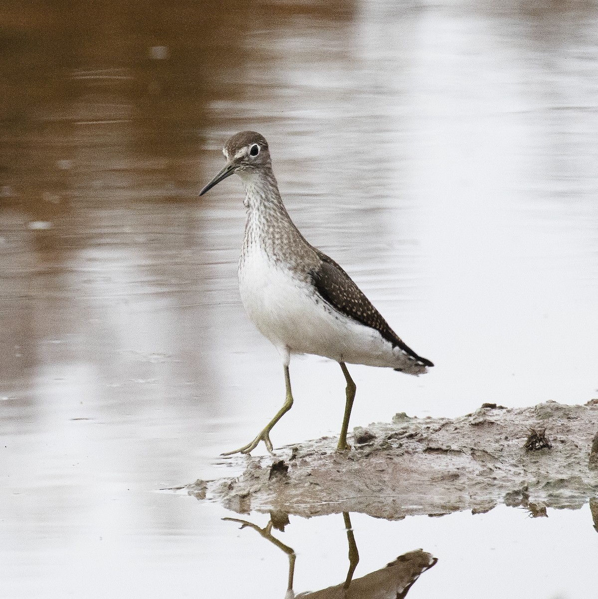 Solitary Sandpiper - Gary Rosenberg