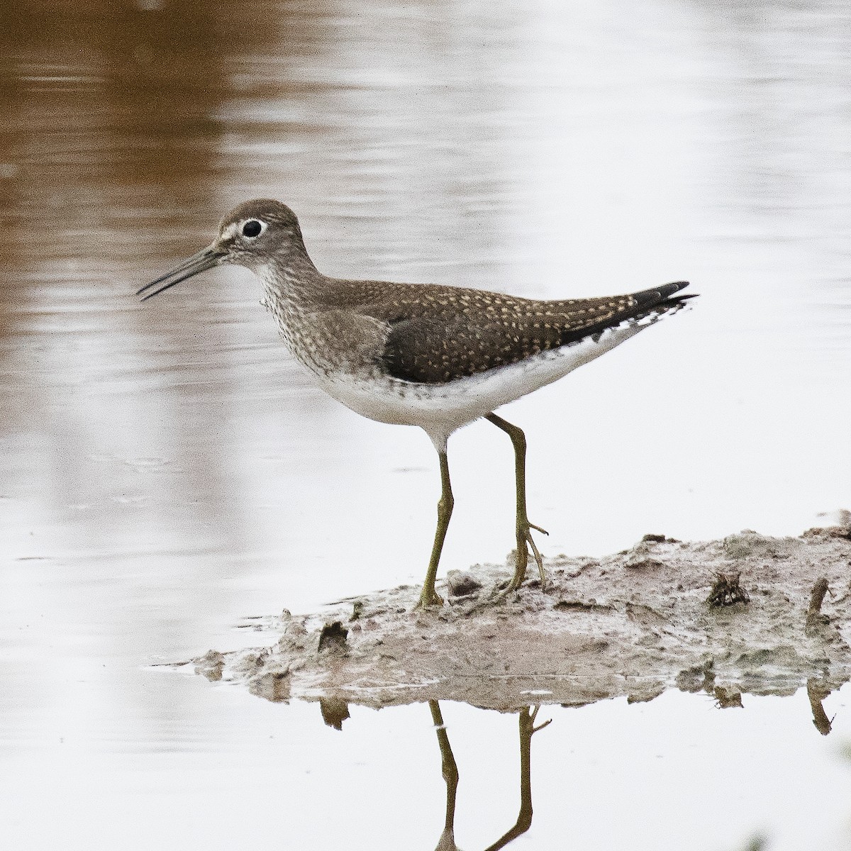 Solitary Sandpiper - Gary Rosenberg