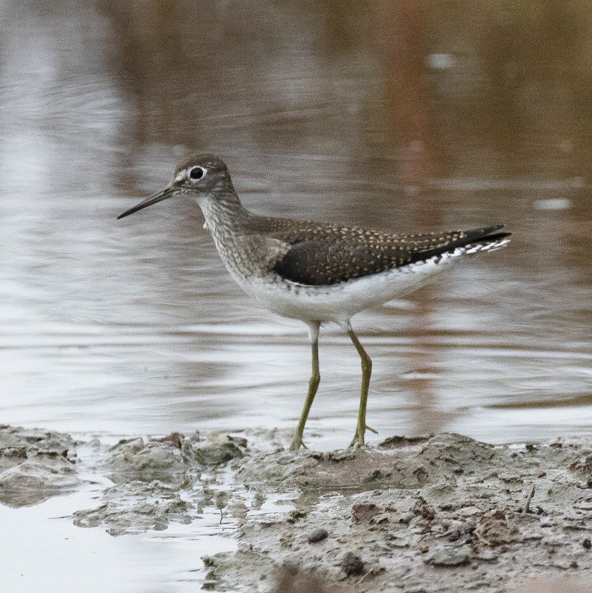 Solitary Sandpiper - Gary Rosenberg