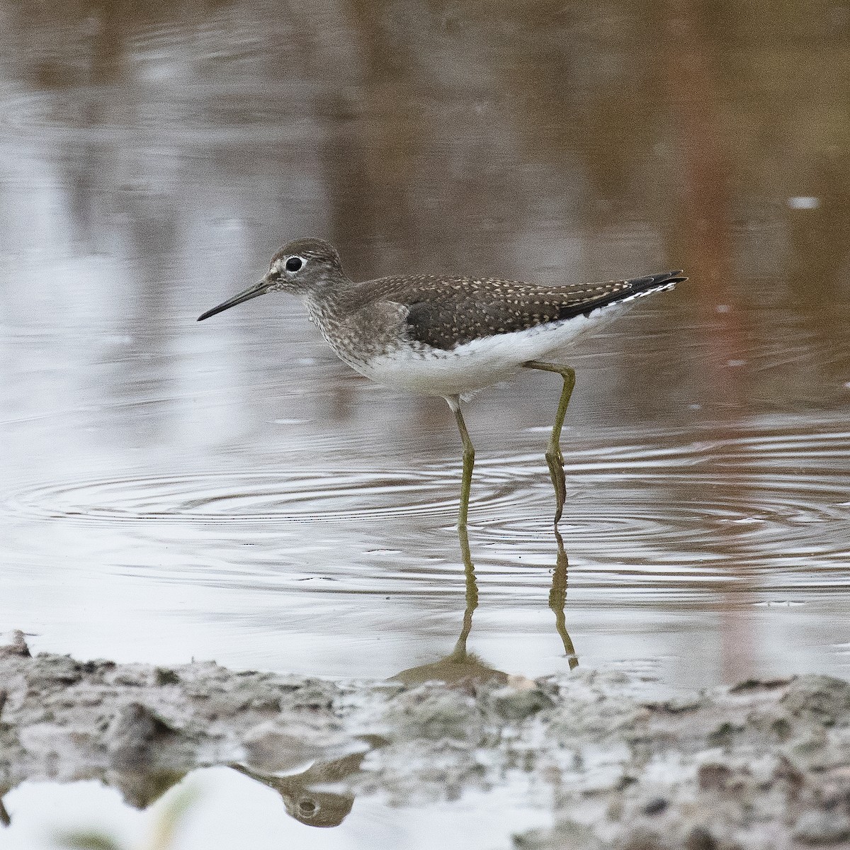 Solitary Sandpiper - Gary Rosenberg