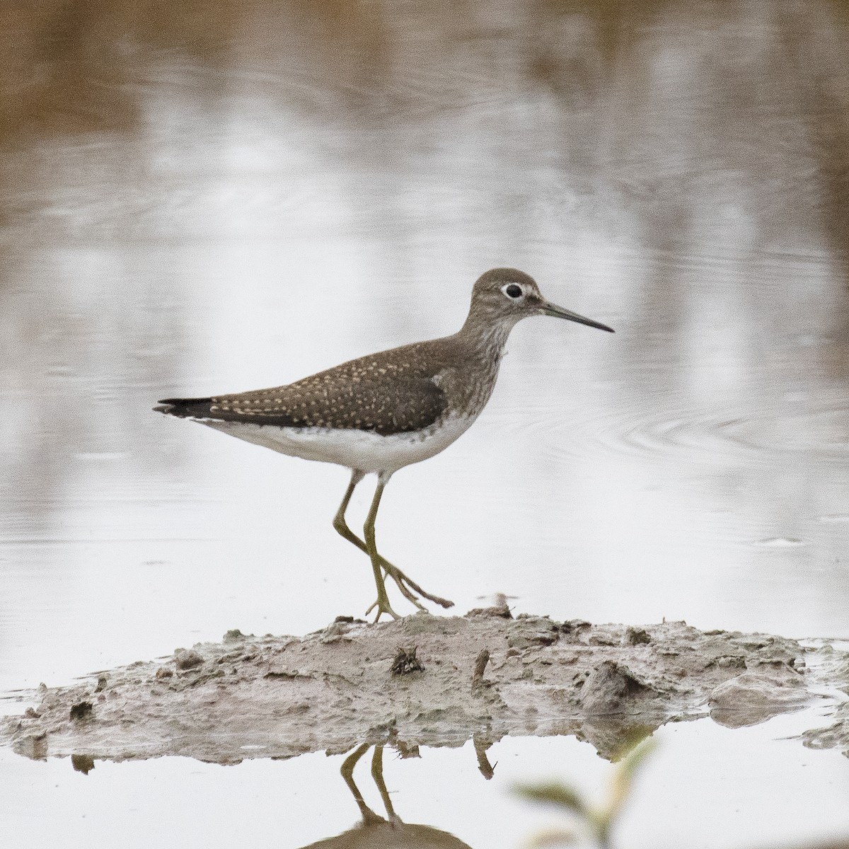 Solitary Sandpiper - ML477453061