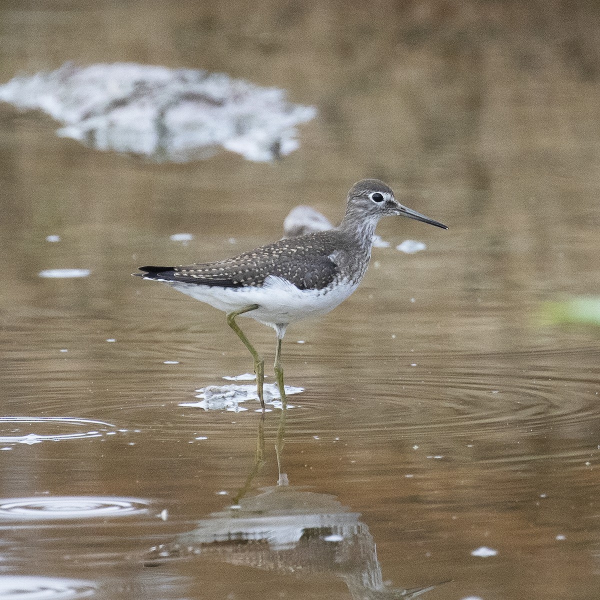 Solitary Sandpiper - Gary Rosenberg