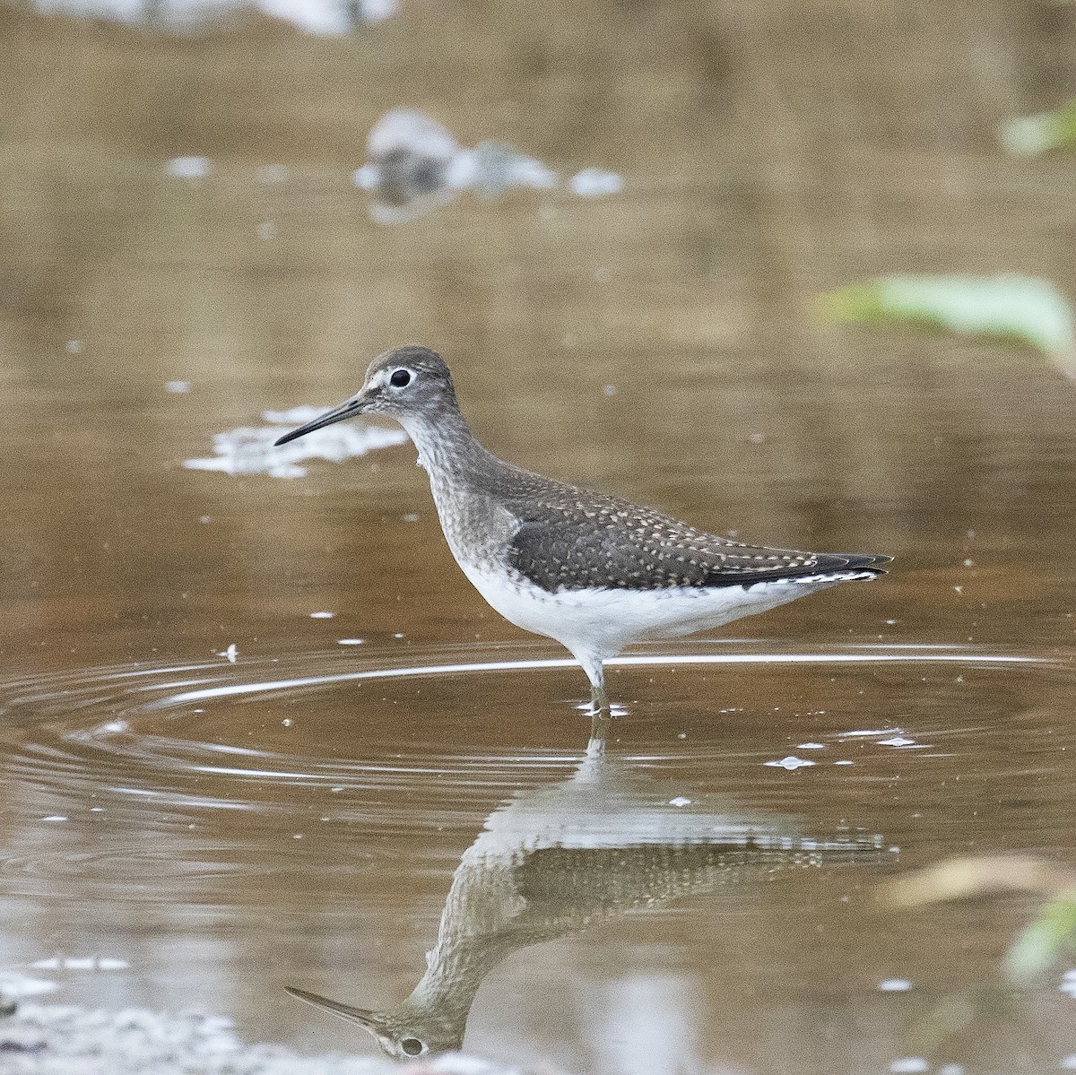 Solitary Sandpiper - ML477453081