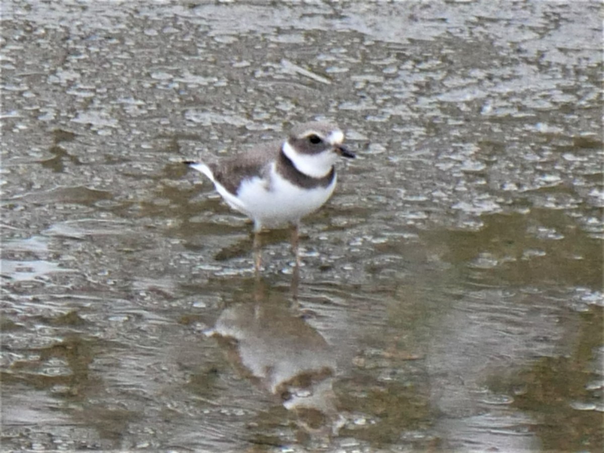 Semipalmated Plover - ML477453201