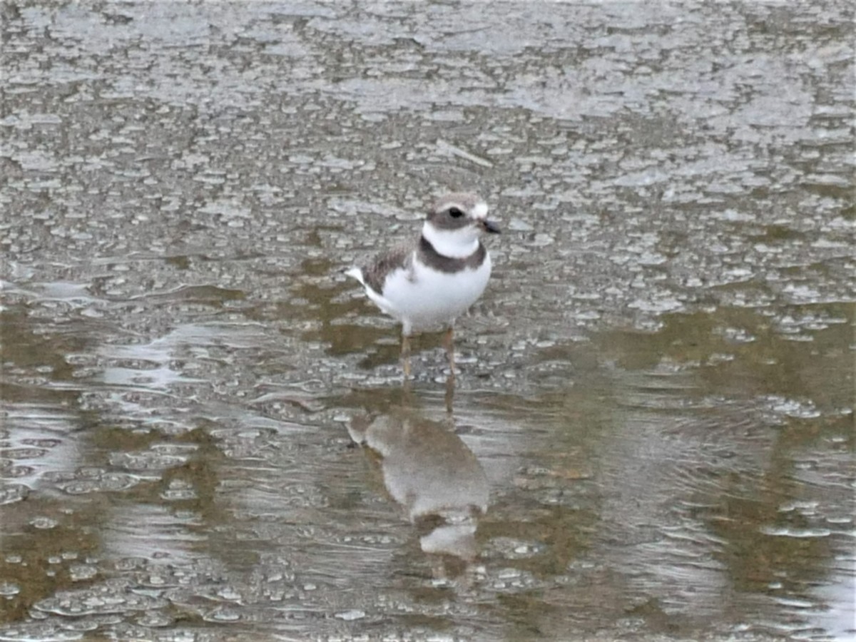 Semipalmated Plover - ML477453291