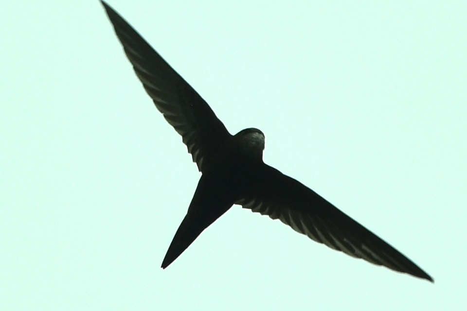 Common Swift - Blair Whyte