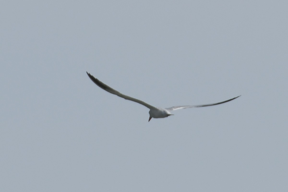 Caspian Tern - ML477455171