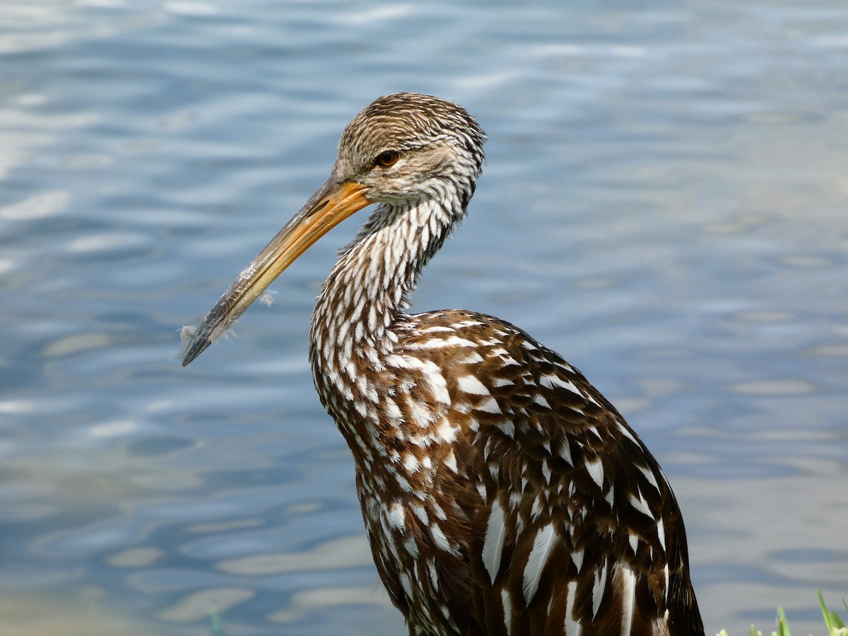 Limpkin - Jayden Schirle