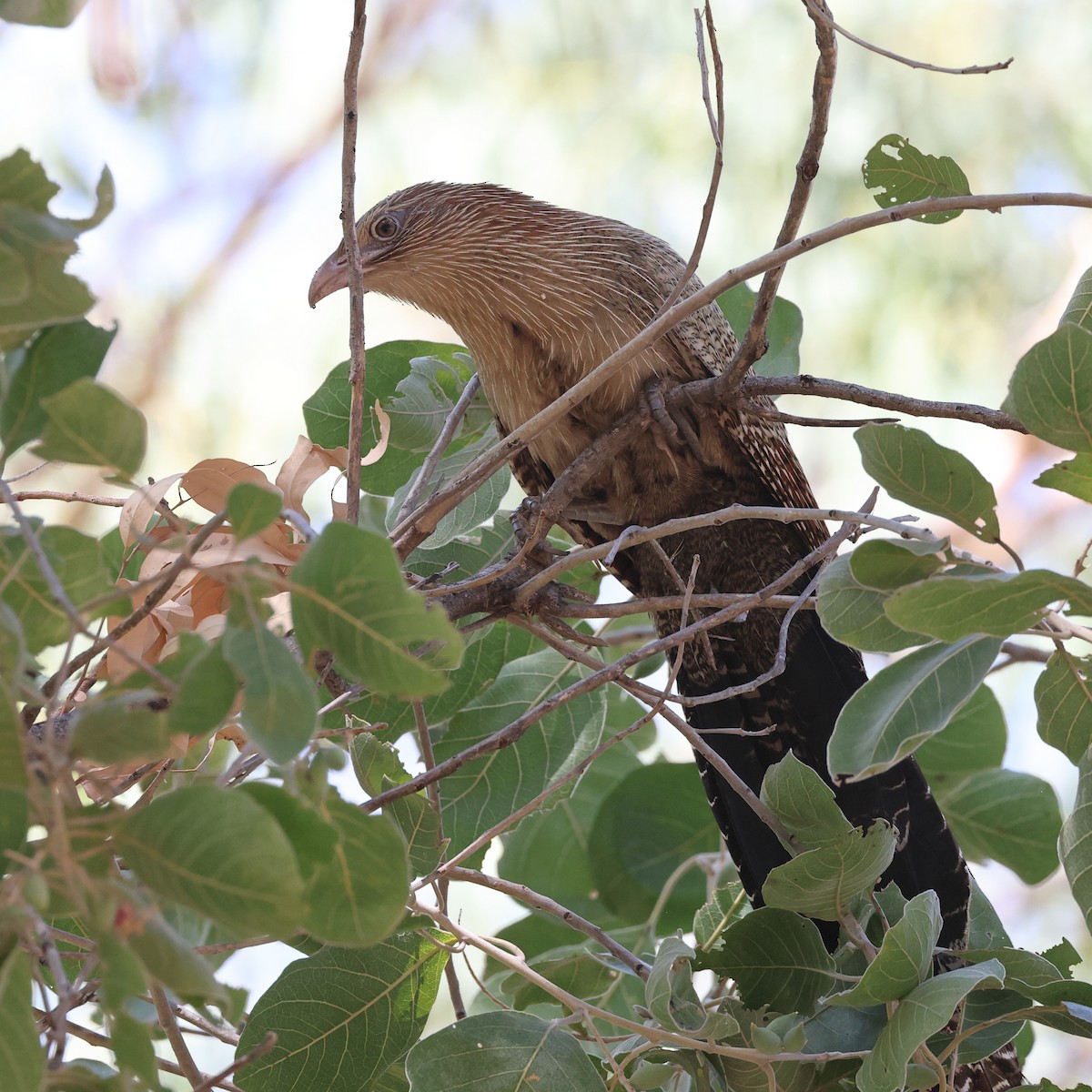 Coucal faisan - ML477458111