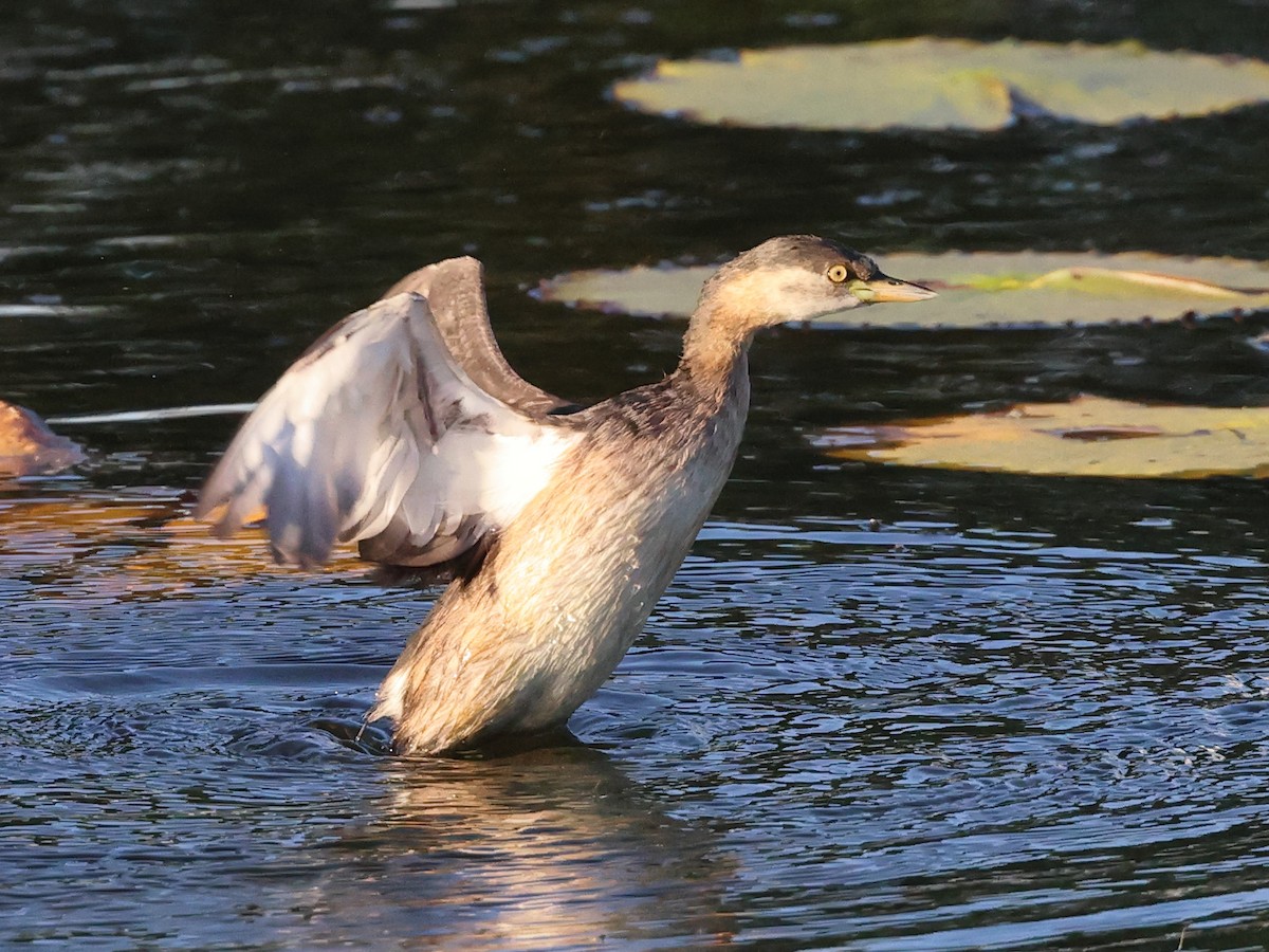 Australasian Grebe - Myles McNally